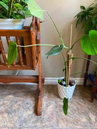 MONSTERA HOUSEPLANT