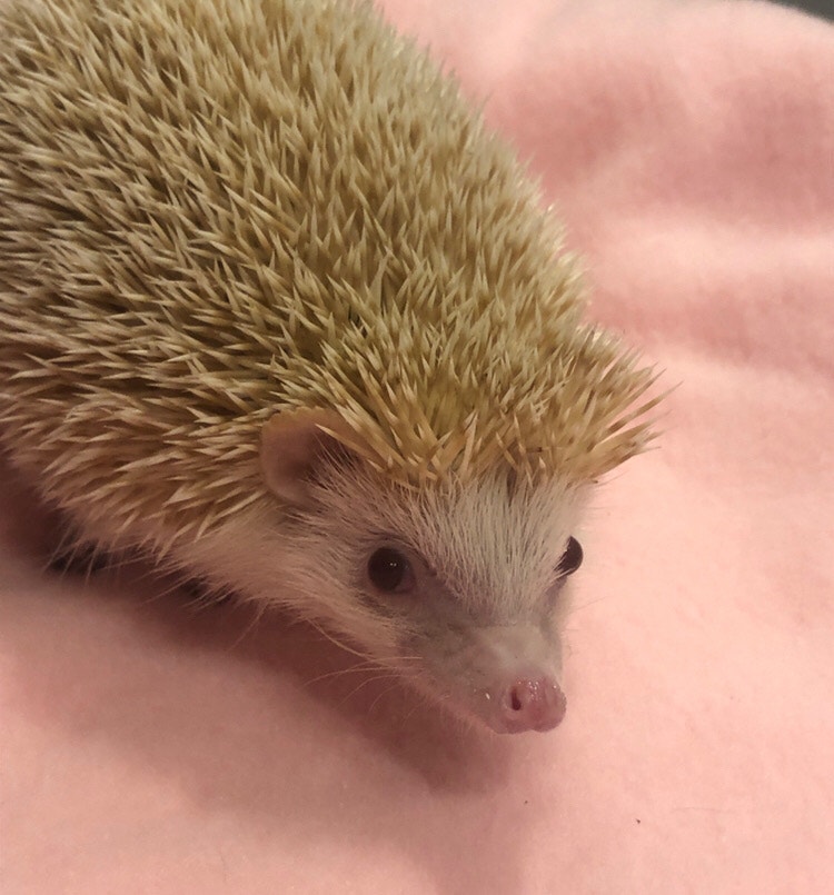 rehoming Hedgehog + Full Cage setup Small Animals for Rehoming
