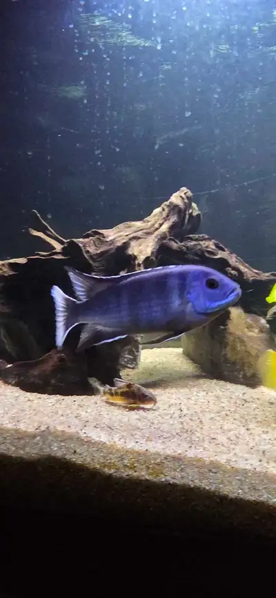 cichlids & other, View more