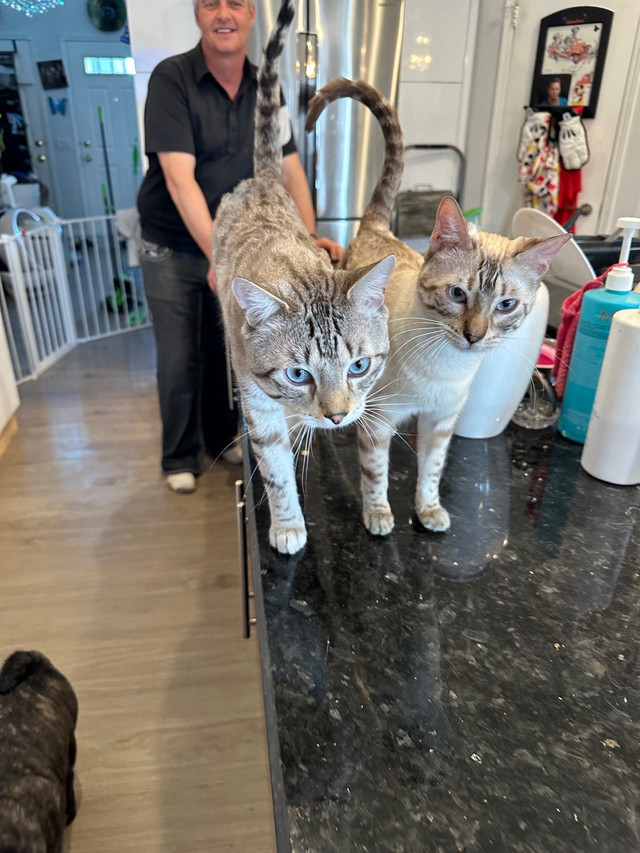 Bengal kittens super rare snow  in Cats & Kittens for Rehoming in Edmonton