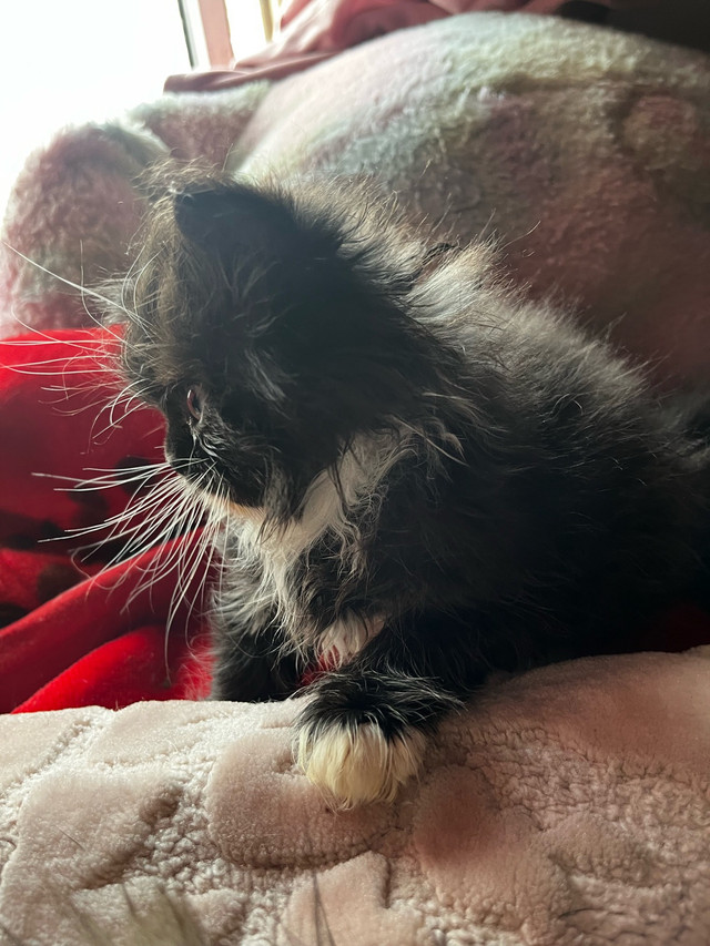 Persian Himalayan in Cats & Kittens for Rehoming in Brantford - Image 3
