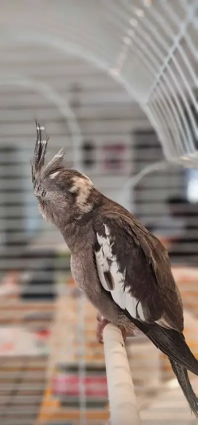 Cockatiel birds, View more