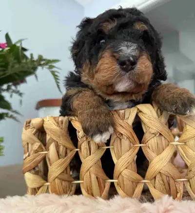 Bernedoodles, View more