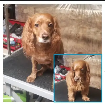 Affordable Happy Dog Services We specialize in : Dog Grooming and Tidy Up Services: Reliable & Trust...
