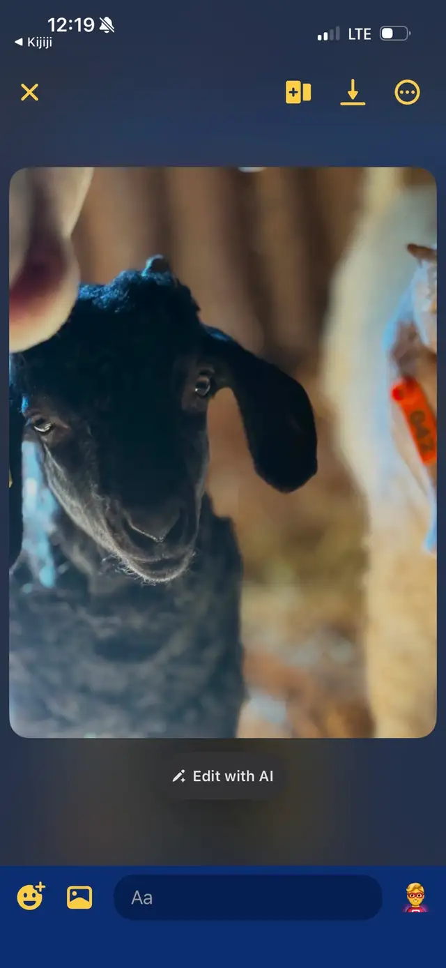 goat angora/Nubien in Livestock in Laurentides - Image 3