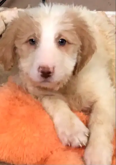 Beautiful playful and affectionate golden doodle puppies available, all remaining puppies are males,...