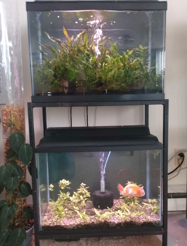 2x 20 Gallon Planted Tanks in Fish for Rehoming in St. Catharines