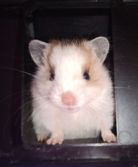 Charming Hamsters for Sale