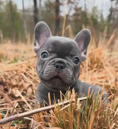 French bulldog puppies last of a litter of 5, Vet checked, dewormed, first shots. Working on house t...