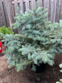 Selling Healthy 3feet tall blue spruce tree.