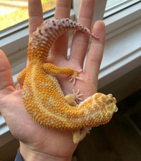 High quality leopard geckos