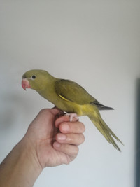FS - Olive indian ringneck parrot baby