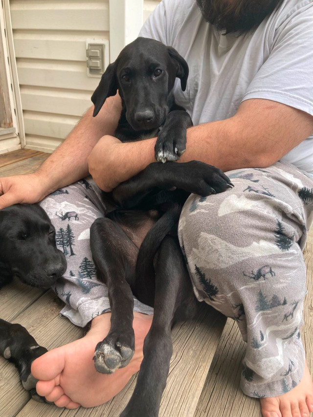 Labrador / Bluetick Hound Puppies in Dogs & Puppies for Rehoming in Edmonton - Image 4