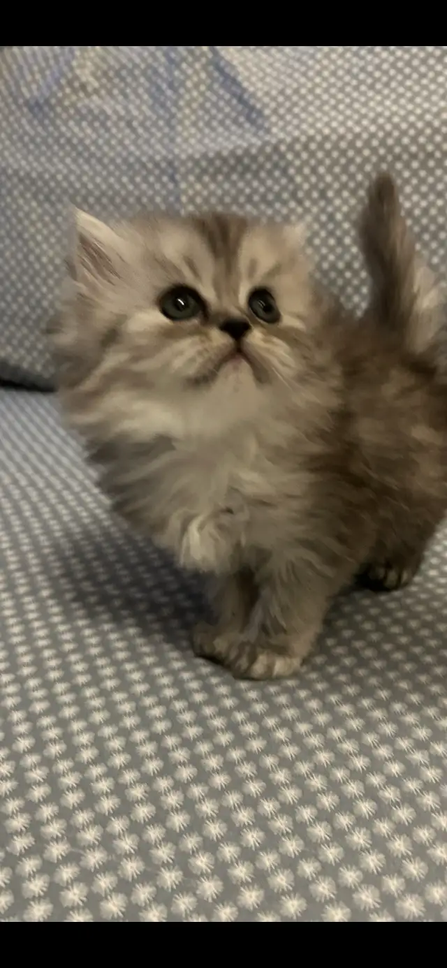 Chaton persans chinchilla à vendre !!! in Cats & Kittens for Rehoming in Laval / North Shore - Image 4