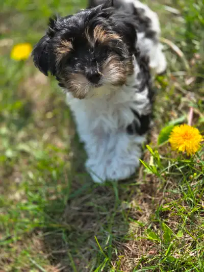 Femelle morkie dernière de la porter. Examen vétérinaire fait vaccin et vermifuge. Elever avec nous...