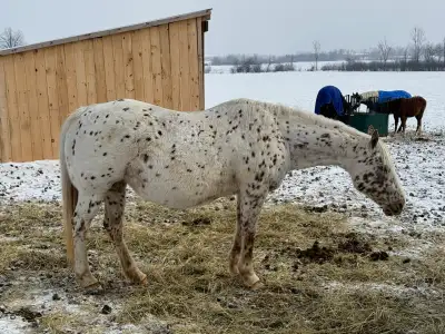 Registered Appaloosa Mare, View more