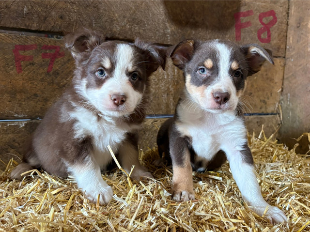 Australian Shepherd X Border Collie Puppies Ready to Go! in Dogs & Puppies for Rehoming in Calgary - Image 4