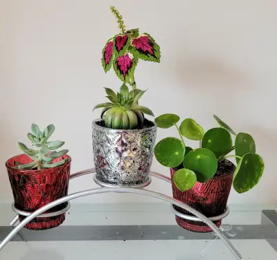 3 plants with stand, View more