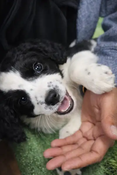 3 Left! Golden Mountain Doodle Puppies GoldendoodleXBernadoodle, View more