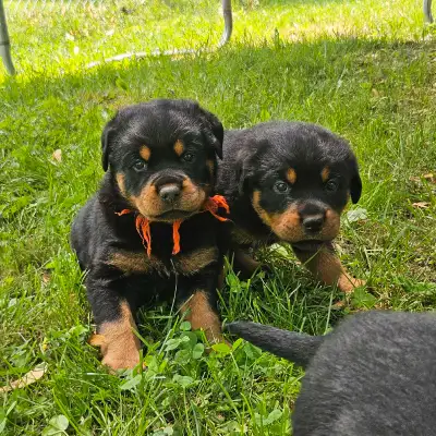Hello, I am selling 8 pure bred rottweiler puppies. There are 4 males left at 650$ each and 3 female...