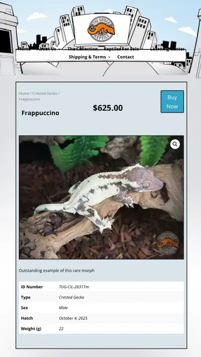 CRESTED GECKOPremium Quality-Available Now!, View more