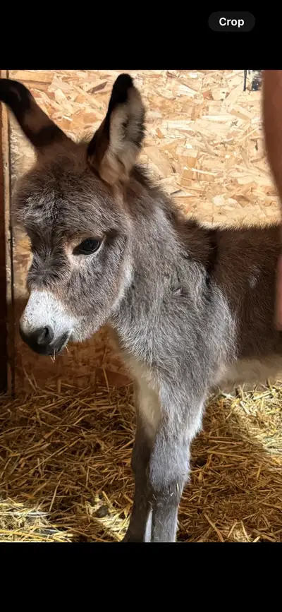 Newborn Jack (Mini) for sale and will be ready beginning of December. Please message me with any que...