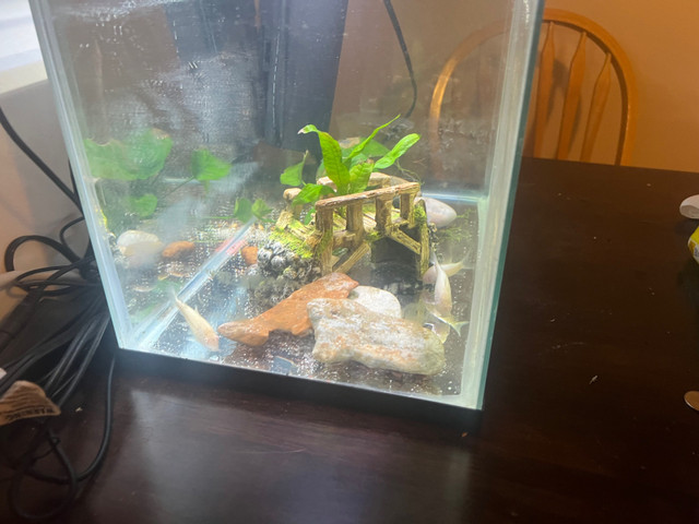 Fish tank fs in Fish for Rehoming in Prince George - Image 4