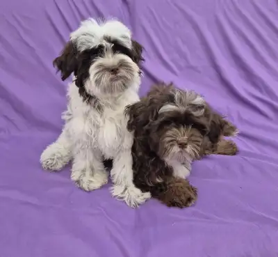 Loveable Chocolate and White Shihpoo Pups!, View more