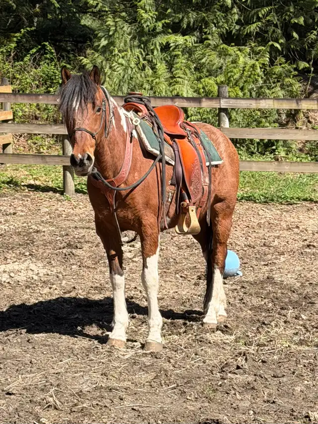 3 Quality Horses Available – Hope, BC Area in Equestrian & Livestock Accessories in Hope / Kent - Image 4