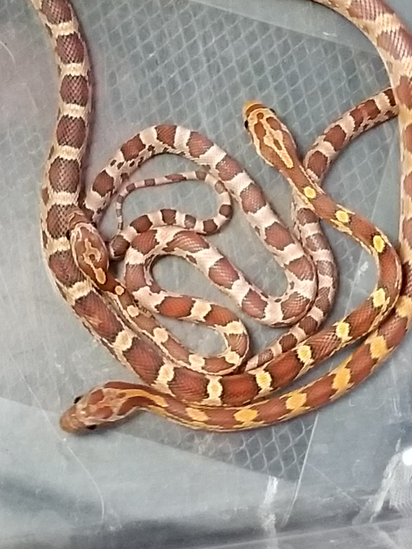 Baby Classic Corn Snakes in Reptiles & Amphibians for Rehoming in Oshawa / Durham Region - Image 2