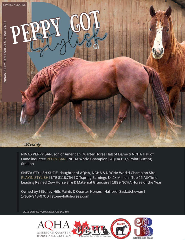 AQHA Stallion  in Horses & Ponies for Rehoming in Regina