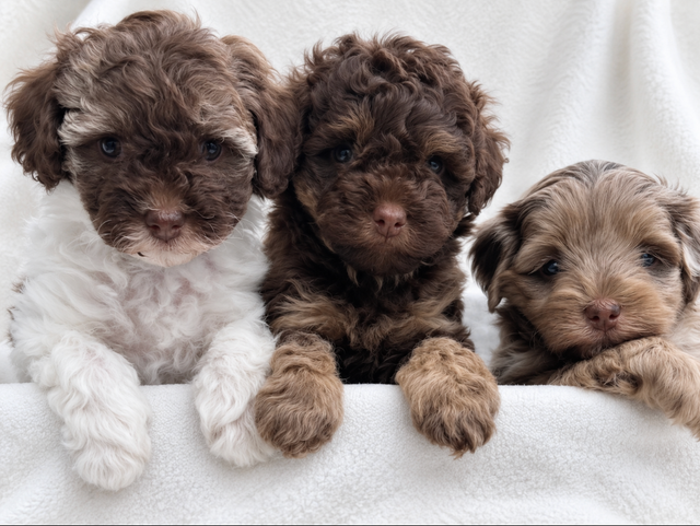 Coton Mix  Pups Rare Merle  - Therapy Dog Potential in Dogs & Puppies for Rehoming in City of Toronto - Image 3