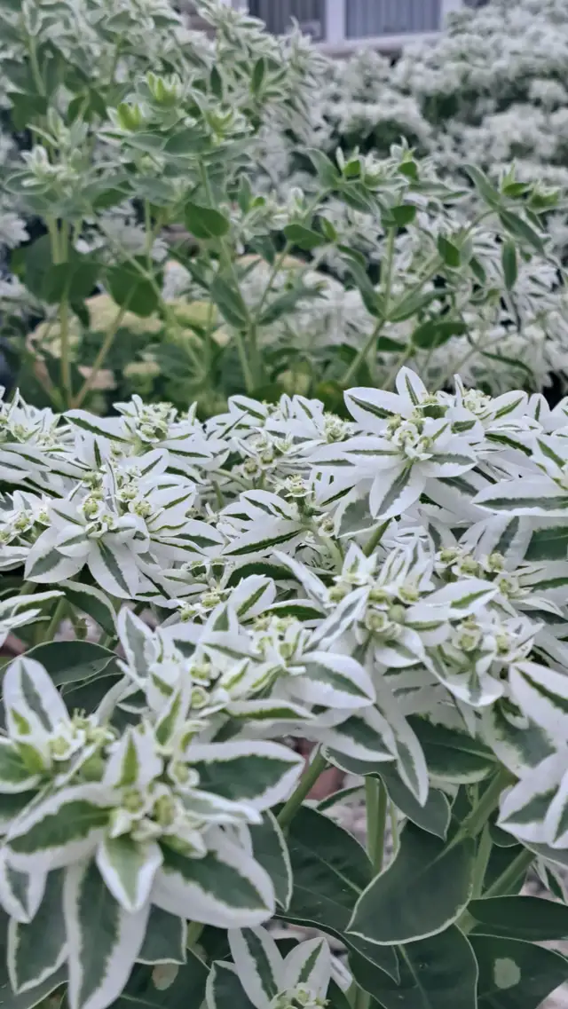 Hello Thai Massage64683913185537124