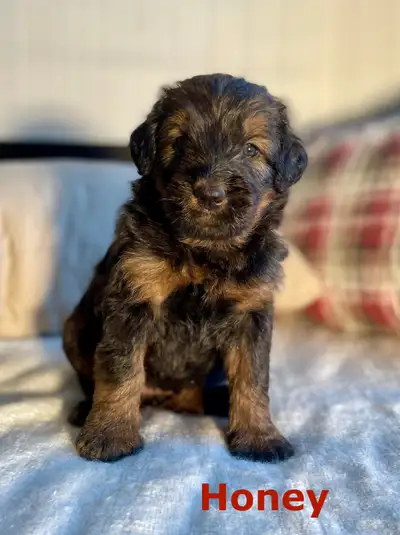 F1  tri colour hypoallergenic Bernedoodle puppies, free delivery, View more