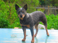 ACD Red and Blue Heeler Puppies