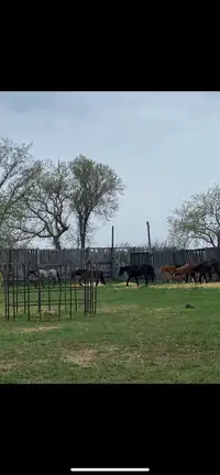 Yearlings and 2 year olds