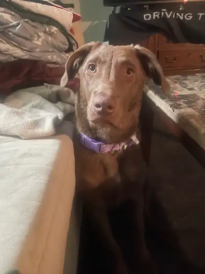 This adorable 5 months old chocolate Lab puppy is looking for a loving home! This puppy is in used c...