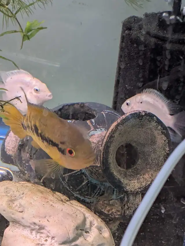 platinum polar parrots $5 each | Fish for Rehoming | Oshawa / Durham ...