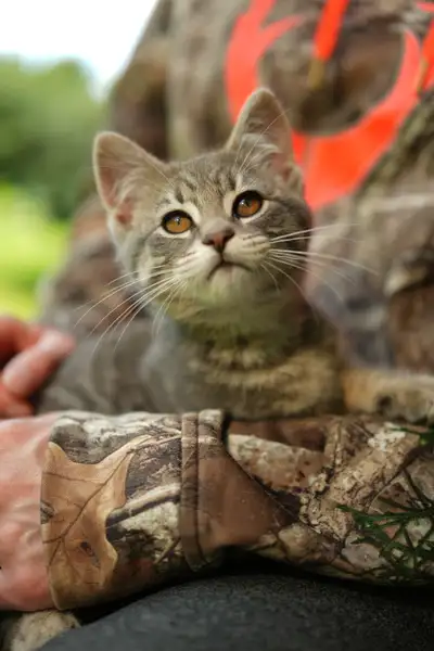 Adorable Grey Tabby Kitten!!!, View more