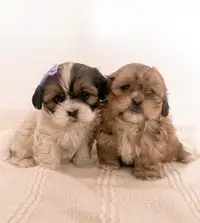 ShihTzu Maltese Puppies