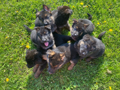 German Shepherd Puppies Purebred (Family Protection Dogs)