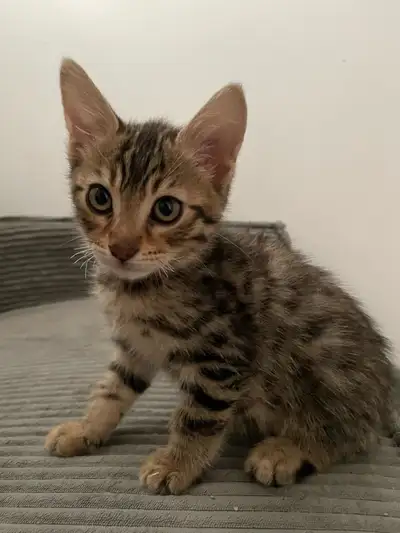Maine coon/bengal kitten for sale, View more