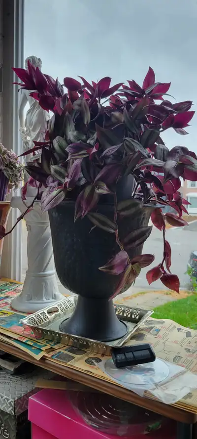 INDOOR PLANTS WITH VERY BEAUTIFUL& HEALTHY,  PLANT HOLDER EACH, View more