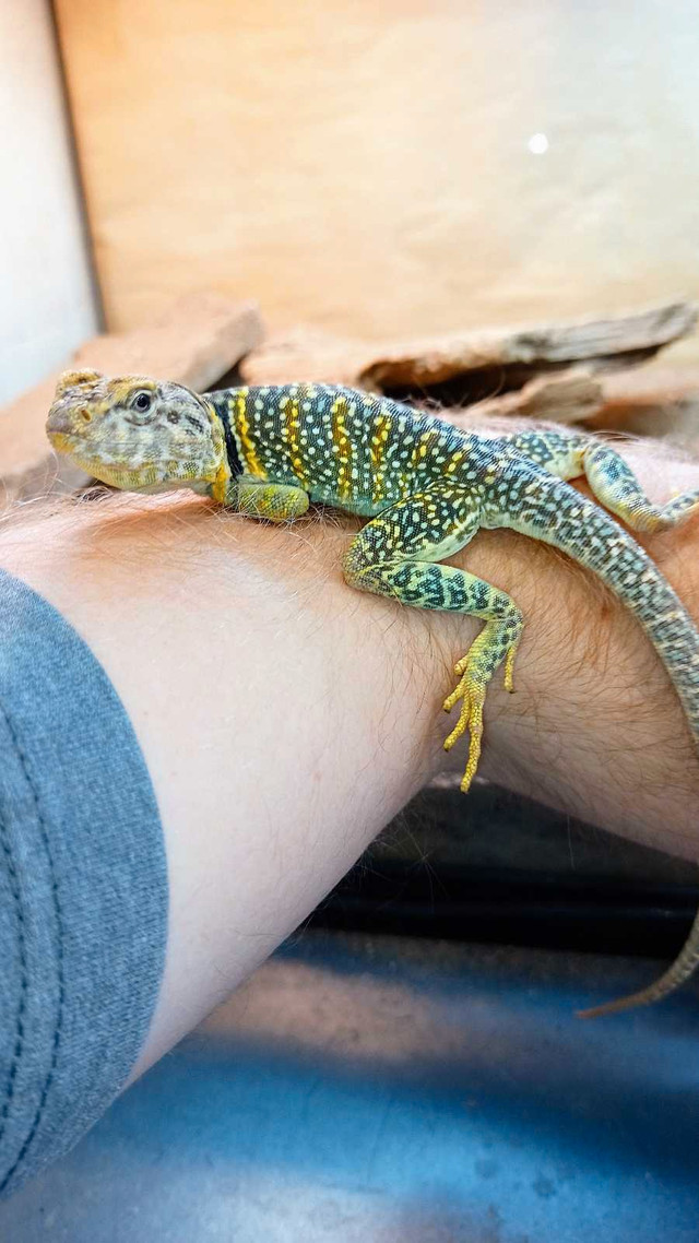 Breeding pair of eastern collared lizards in Reptiles & Amphibians for Rehoming in Norfolk County - Image 3