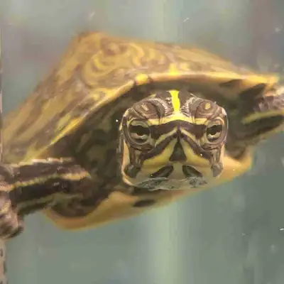 yellow belly Cooter turtles, View more