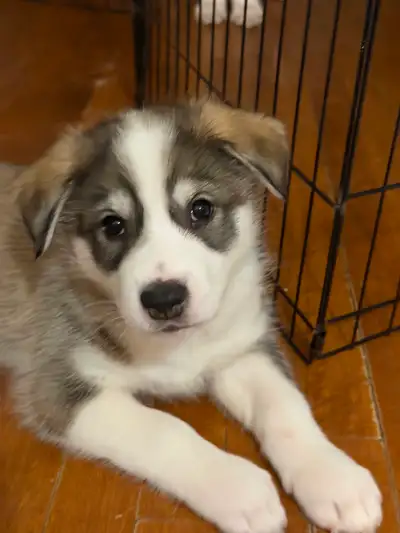 6 Chiots Husky Sibérien, View more