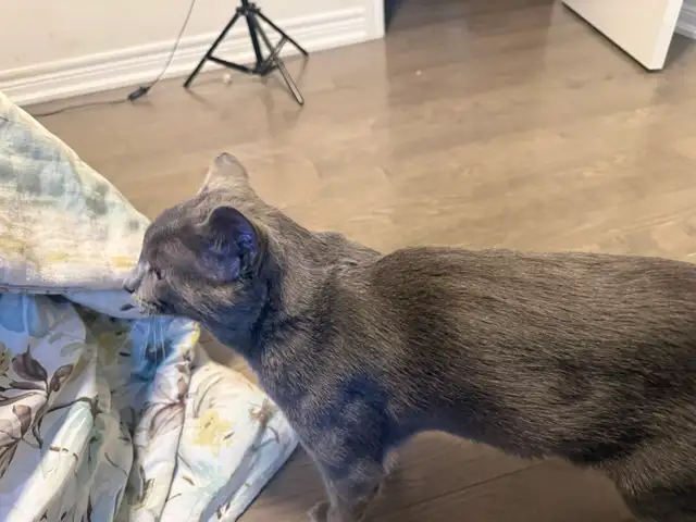 Russian blue  male cat.       Taking offers in Cats & Kittens for Rehoming in Oakville / Halton Region - Image 5