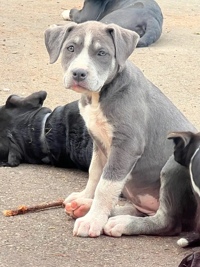 Grey pups in Dogs & Puppies for Rehoming in Strathcona County - Image 9