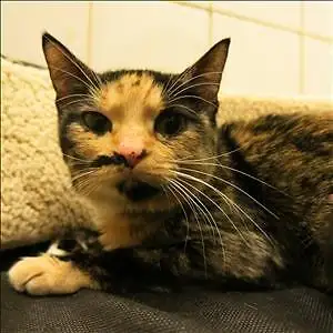 Adult Female Cat - Domestic Short Hair: "Smudge"