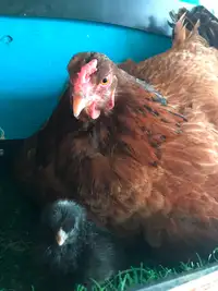 Hatching eggs and chicks